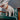 Leather Craft Workshop Leather Dog Cat Collar 